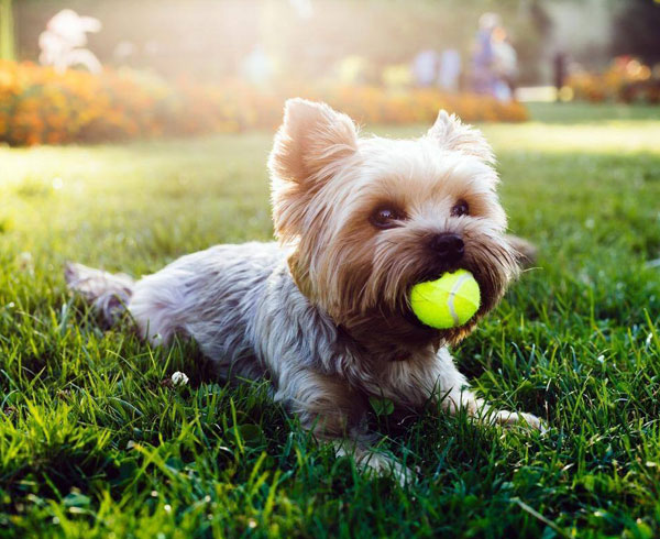 犬貓銷售